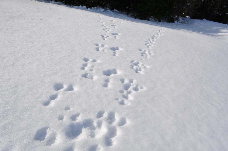 写真2 野ウサギの足跡