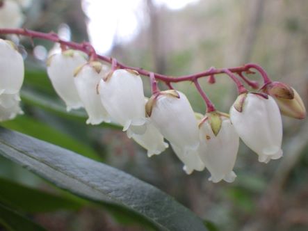 アセビの花