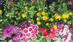 花の写真1