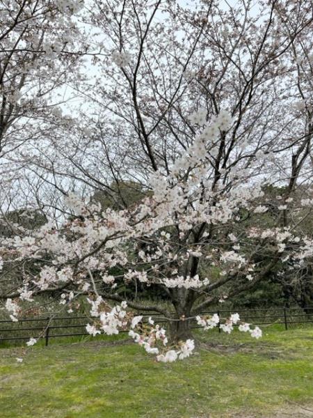 写真3 ようやく咲き始めた園内のサクラ