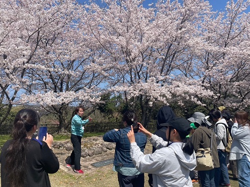 桜の下で解説