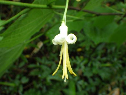自然の芸術