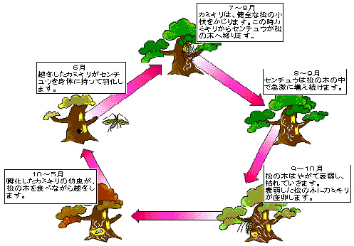 松食い虫の生態