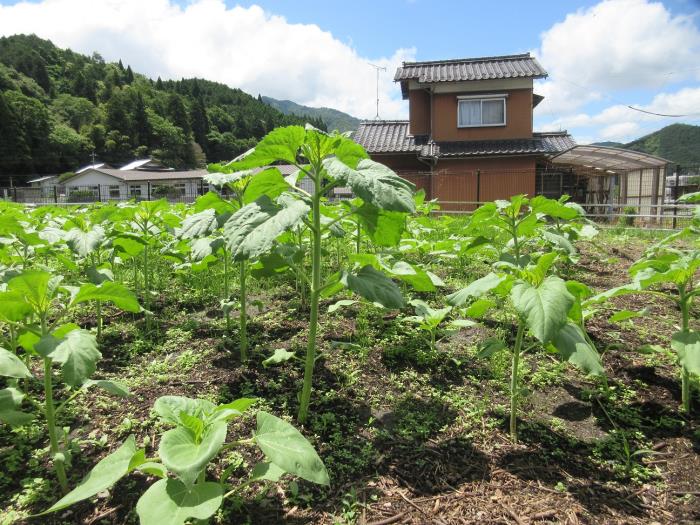 ひまわり1か月