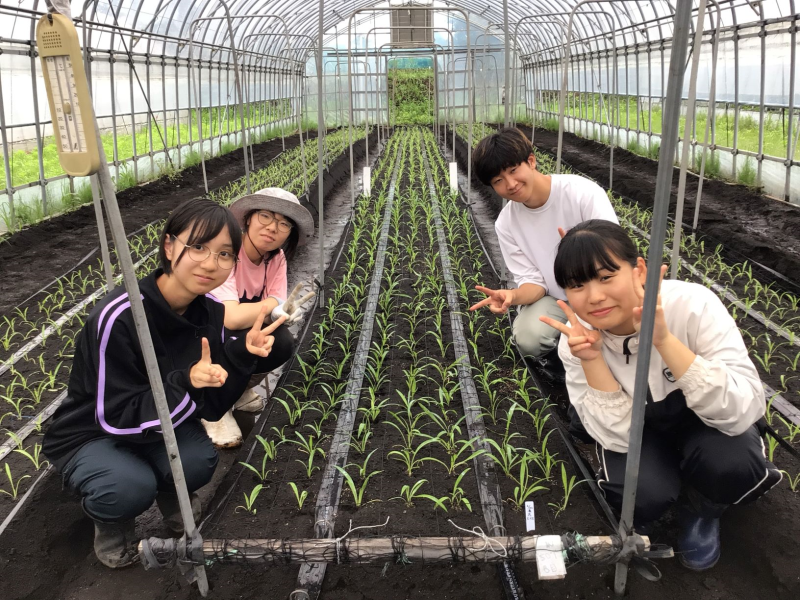 抑制シンテッポウユリの定植終了