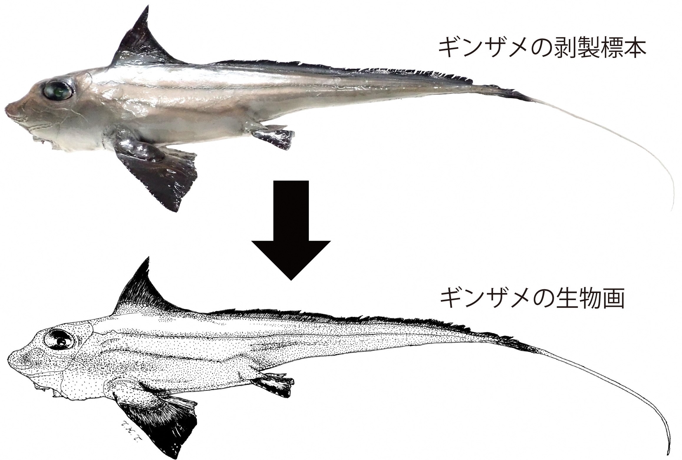 ギンザメ
