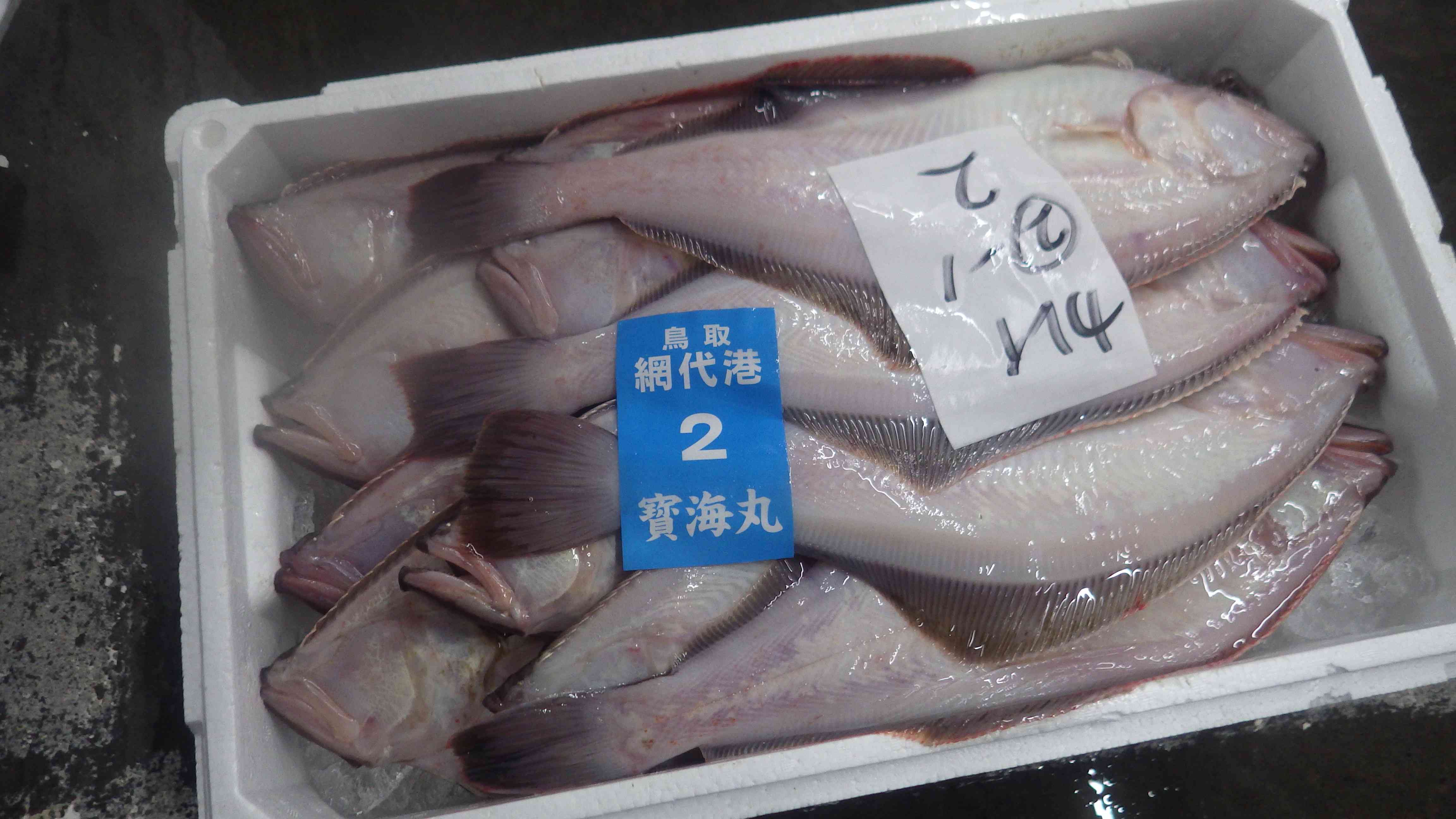 アカガレイ