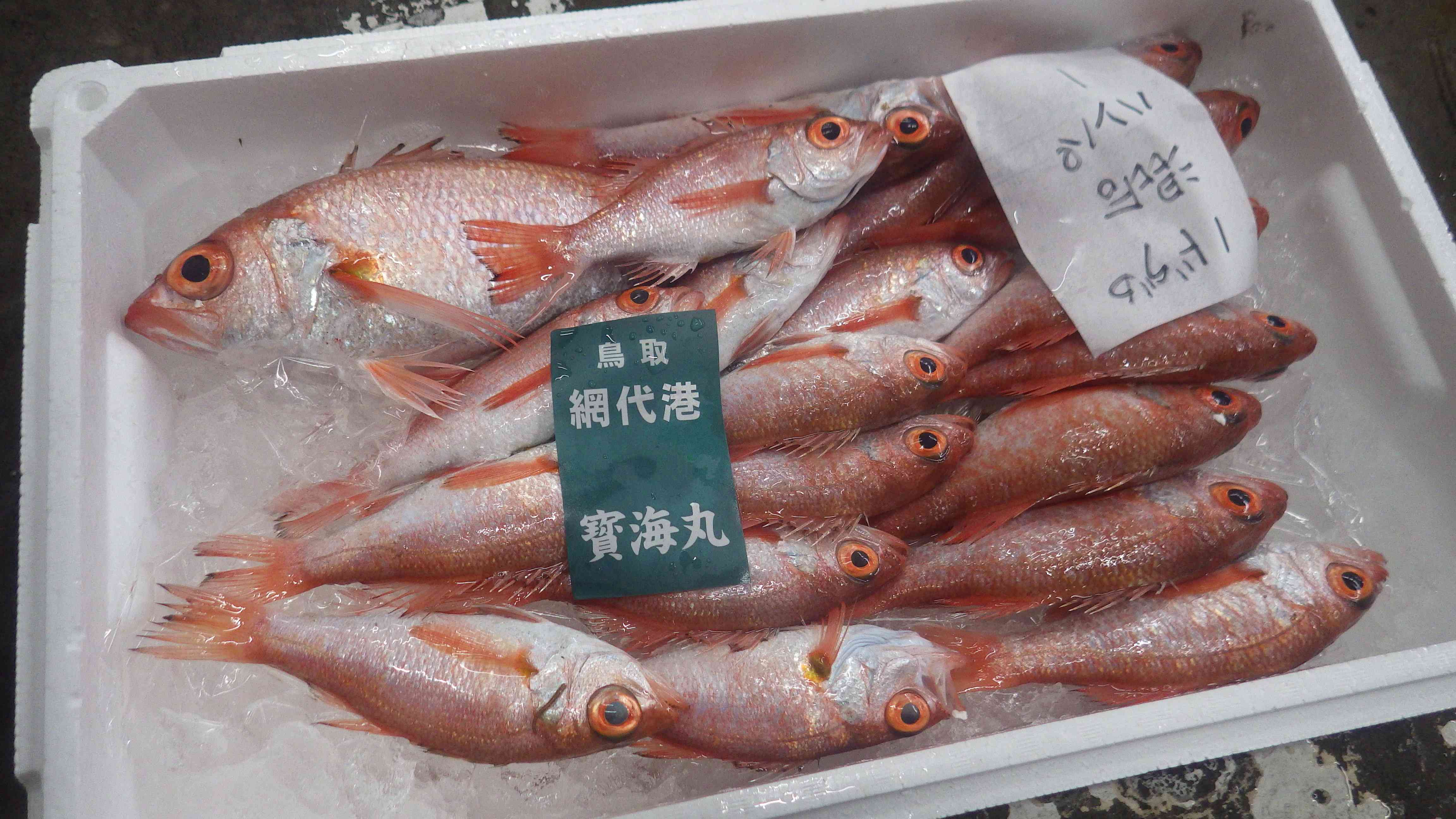 網代ノドグロ