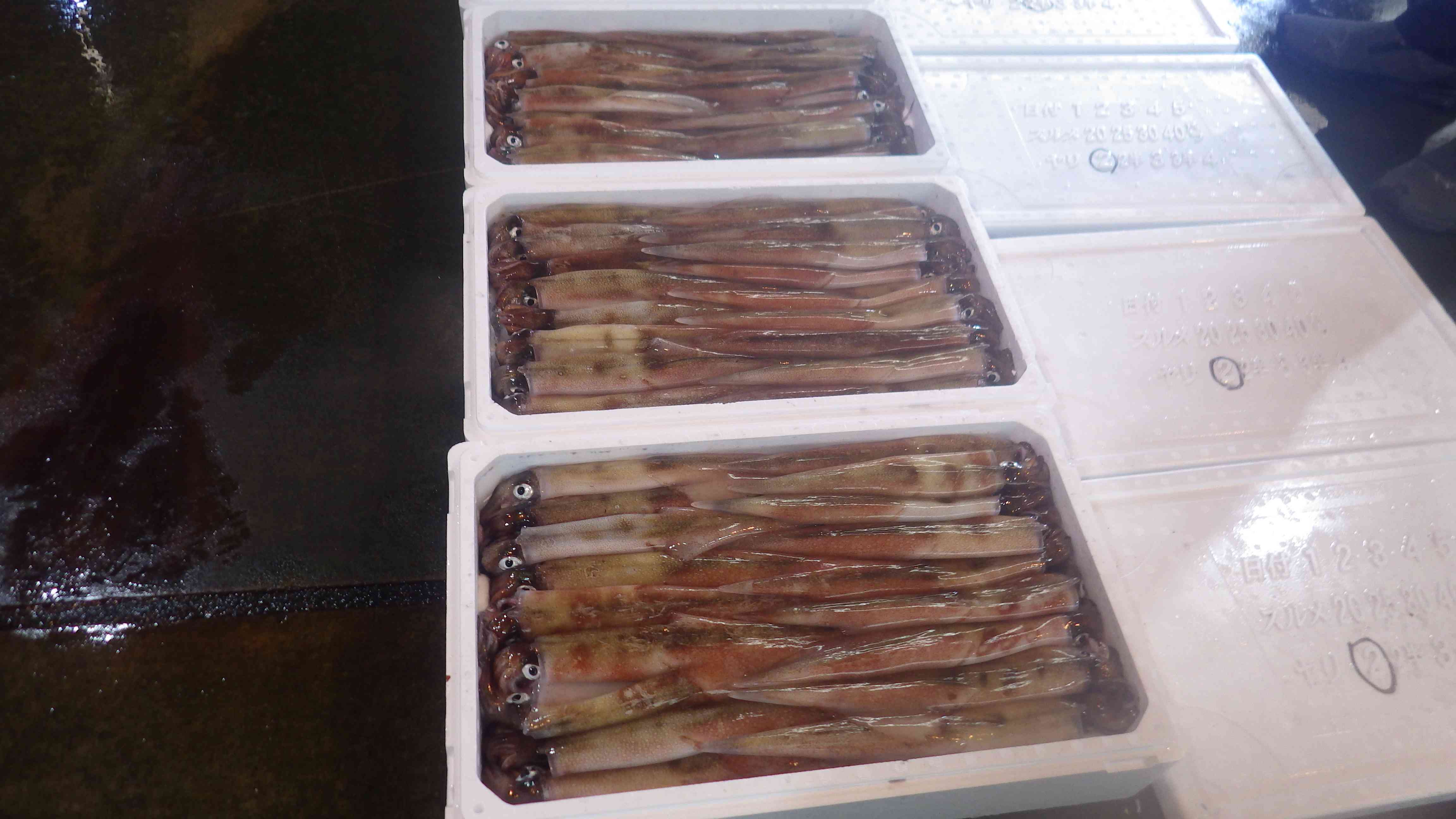 泊定置網ヤリイカ