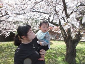 きれいな桜だな~