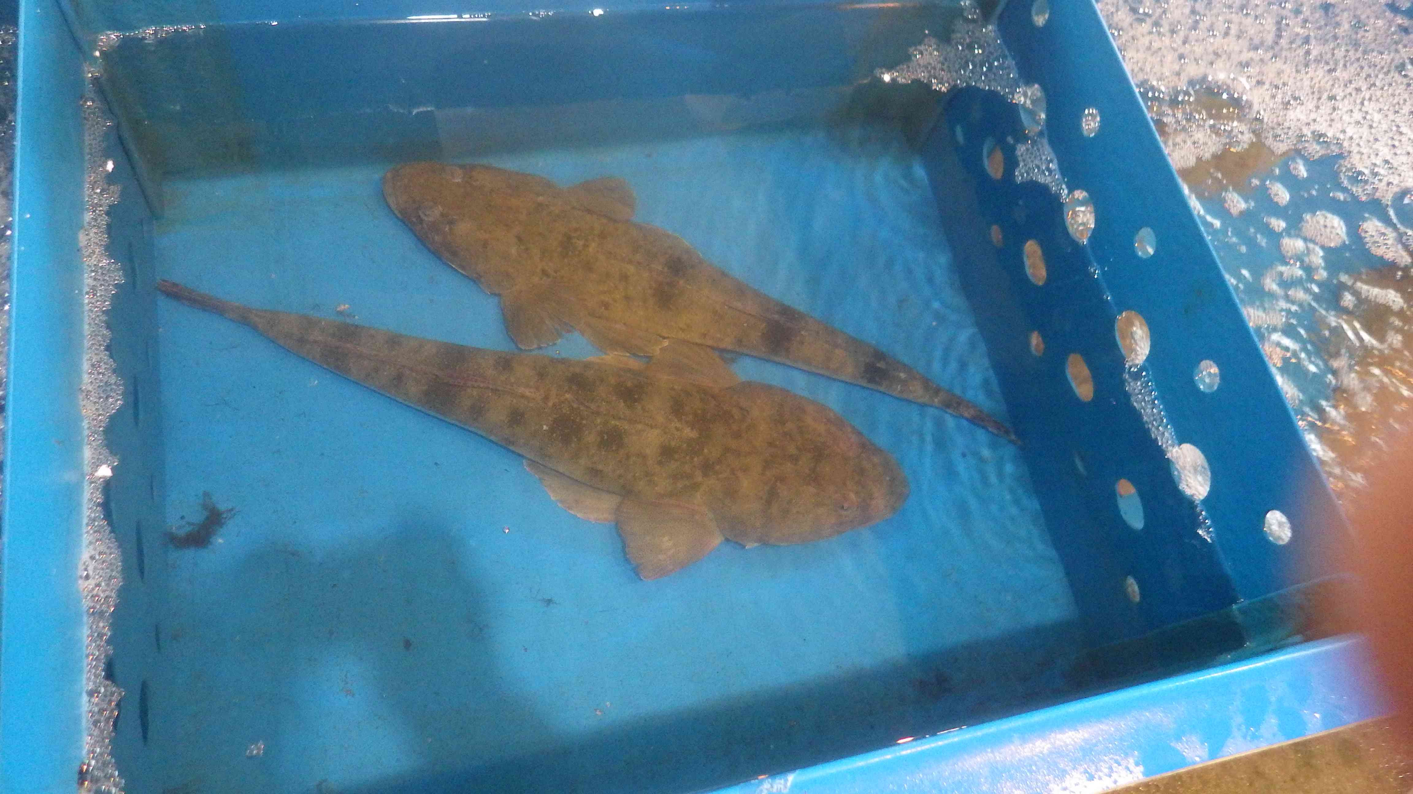 マゴチ