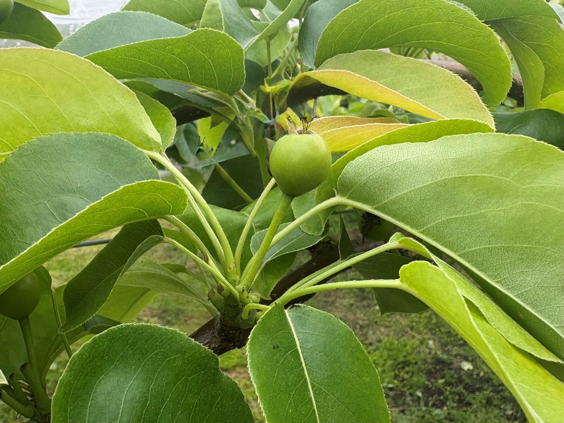 ナシ摘果