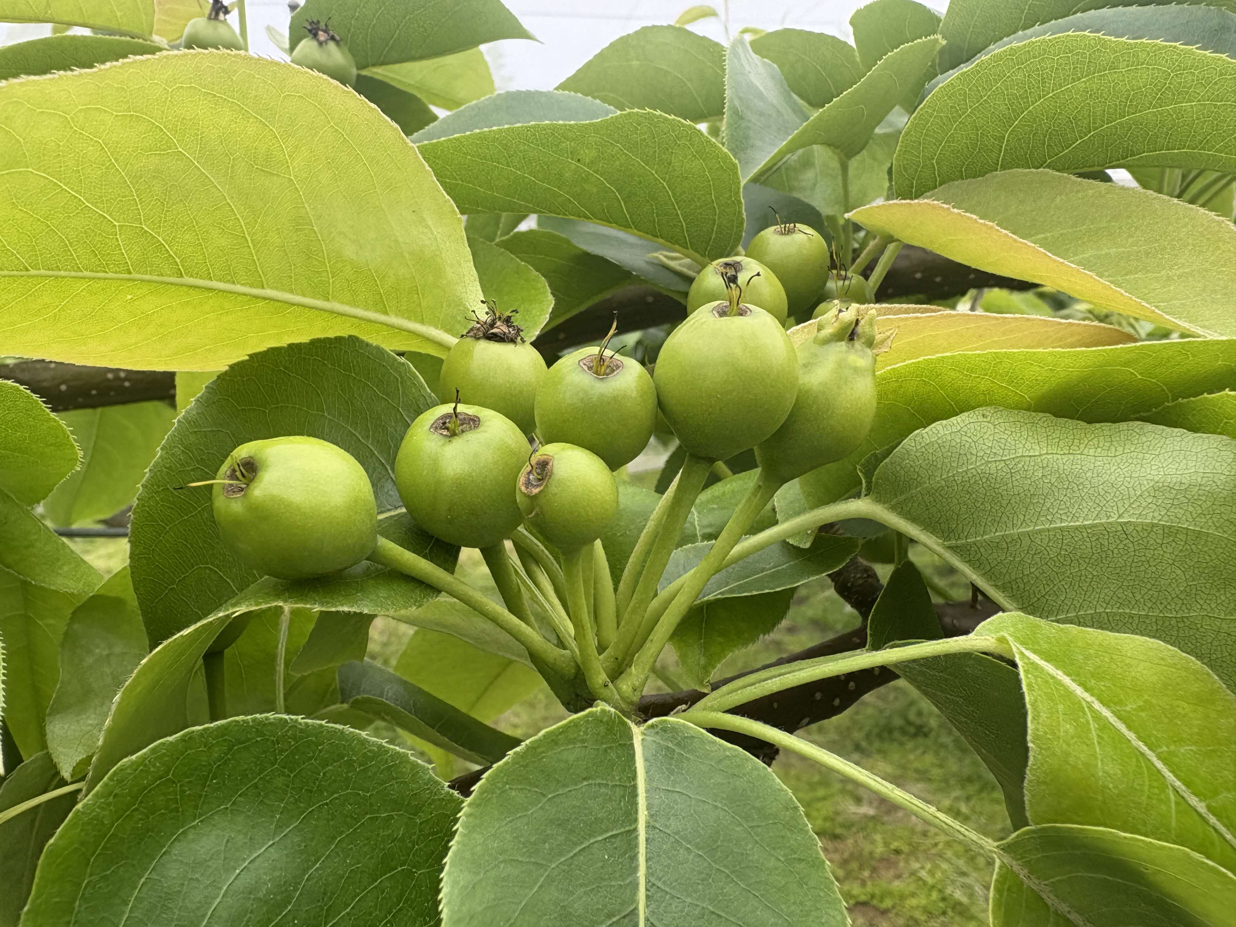 粗摘果