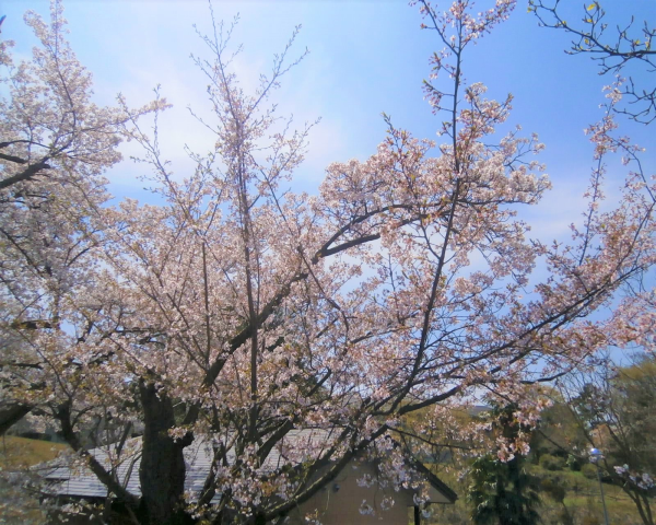 桜の写真