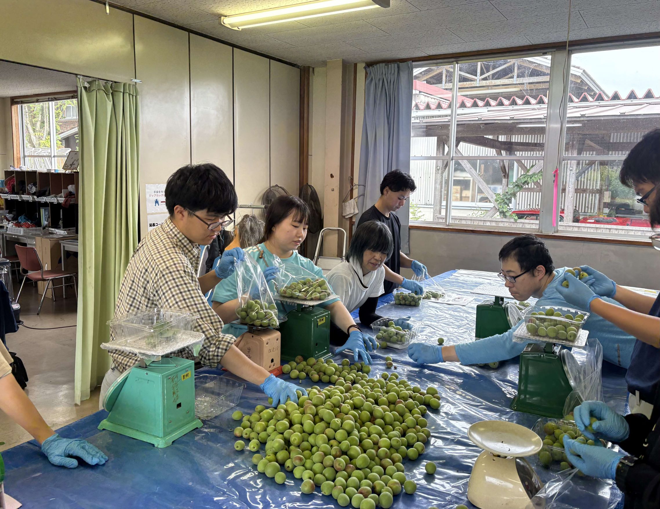 ウメ収穫