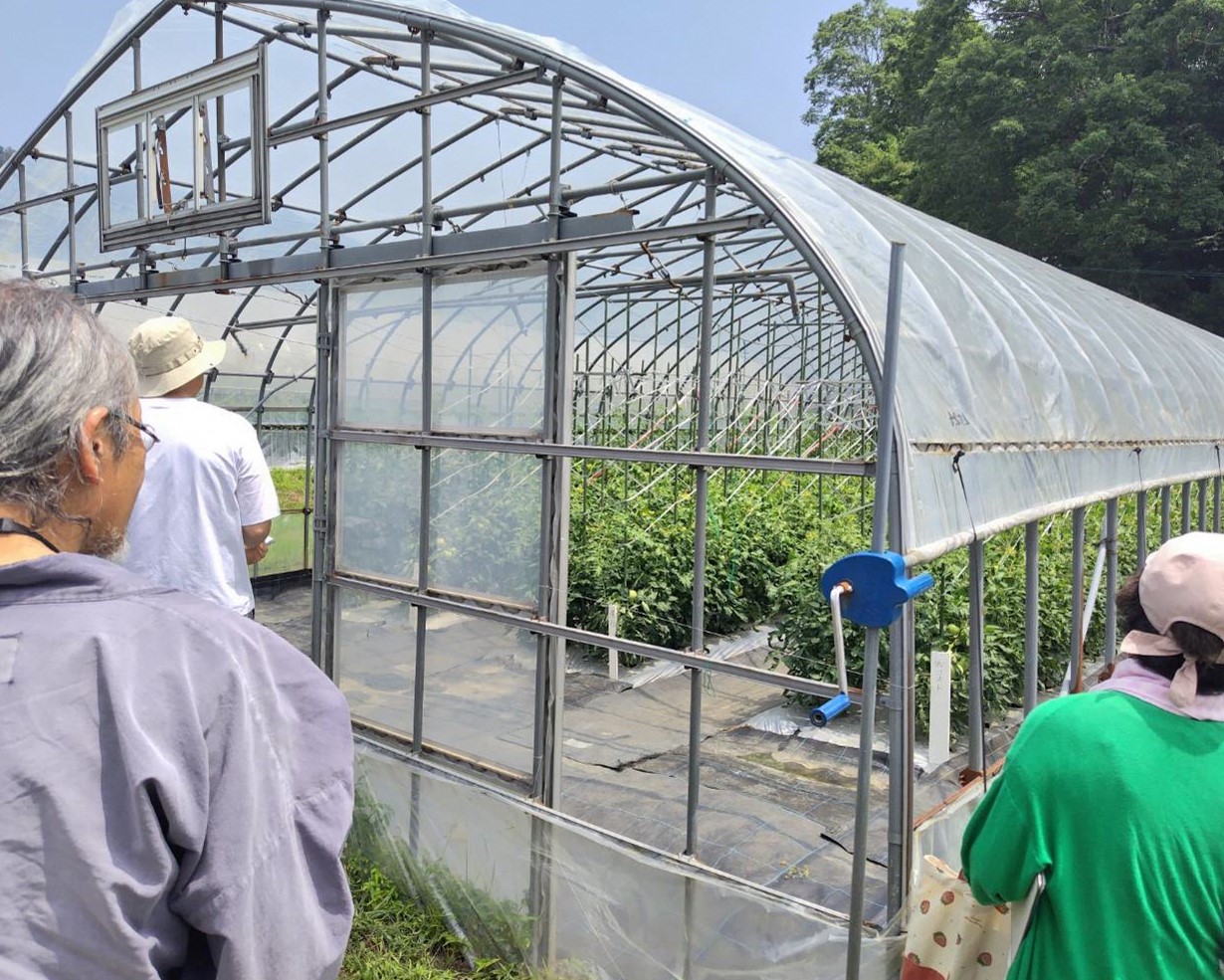 トマトの試験ほ場です。ここでは、肥料高騰対策と仕立て方法の試験がされていました。