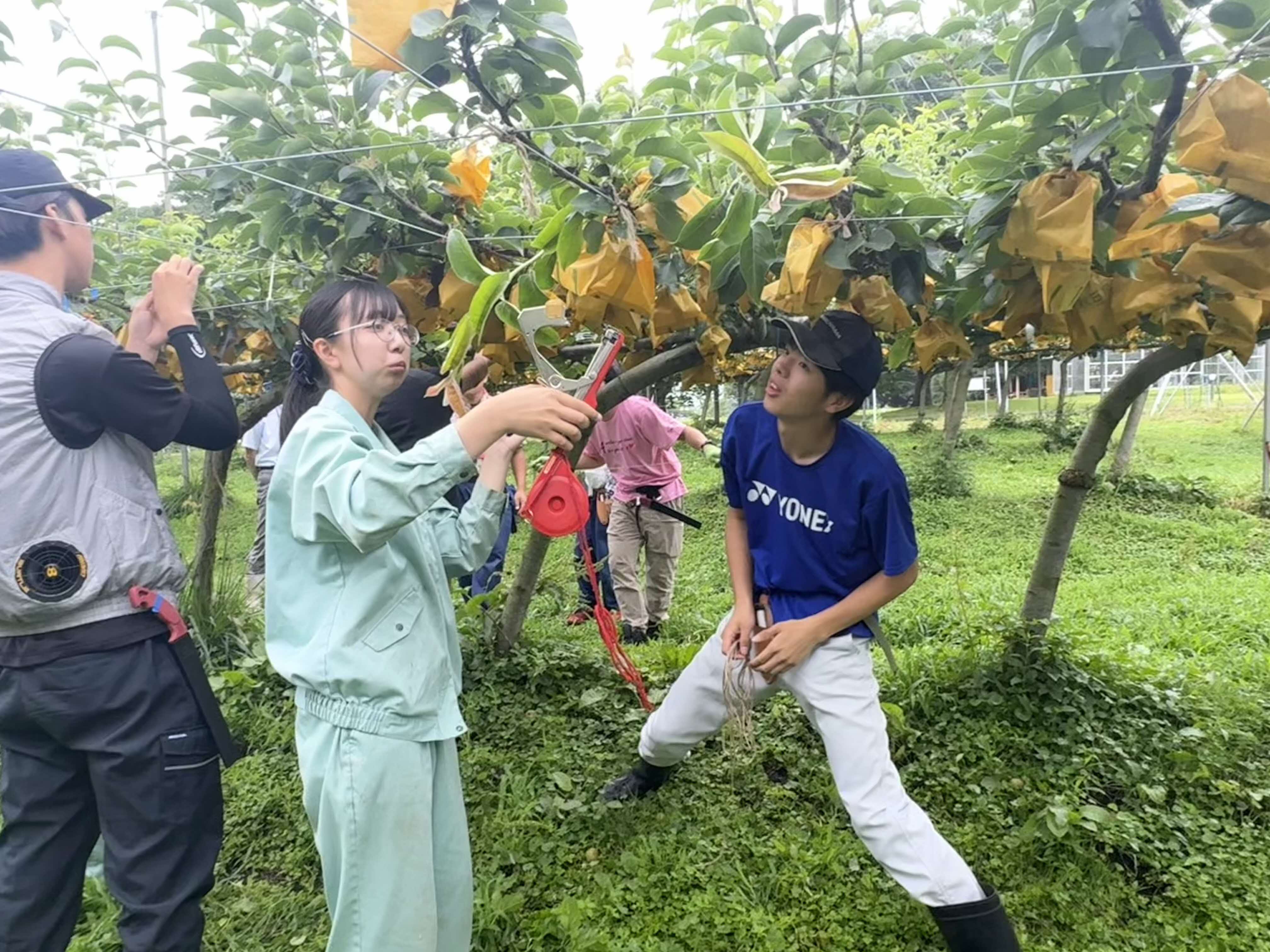 夏枝管理