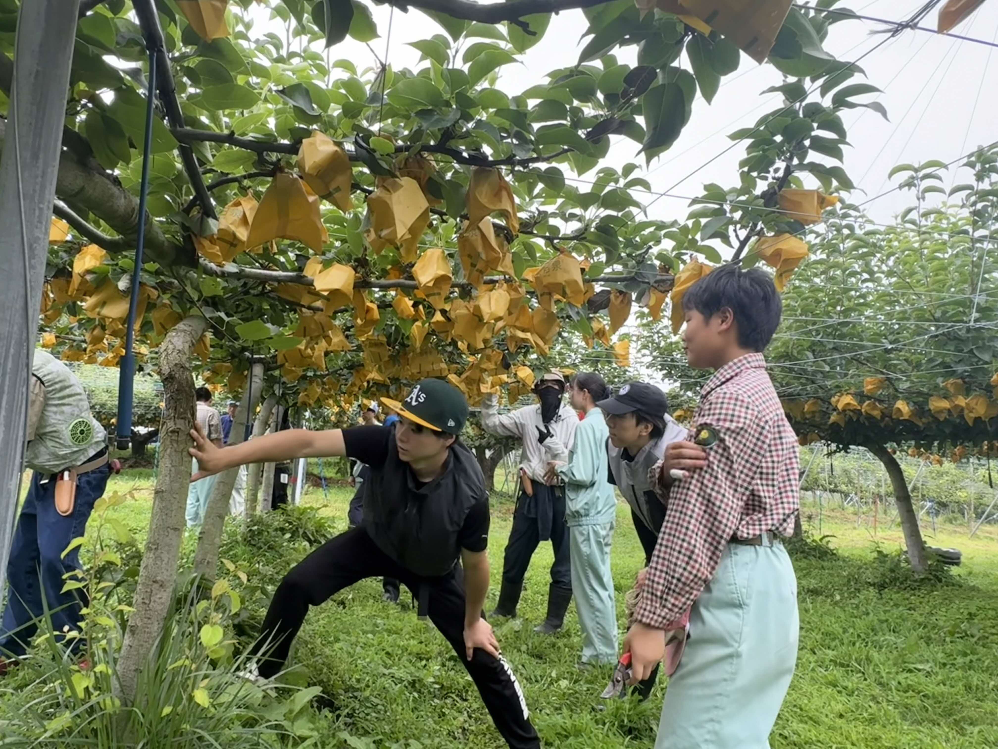夏枝管理