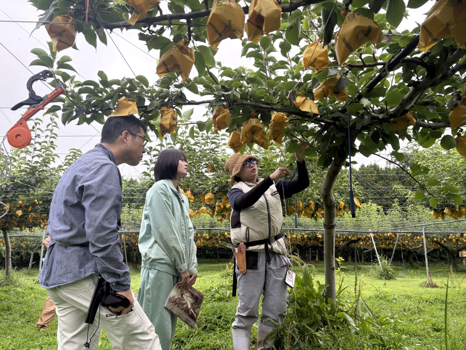 夏枝管理