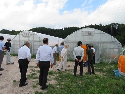 日南トマト栽培の調査の様子