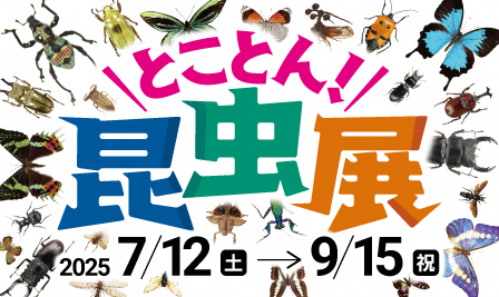 昆虫展