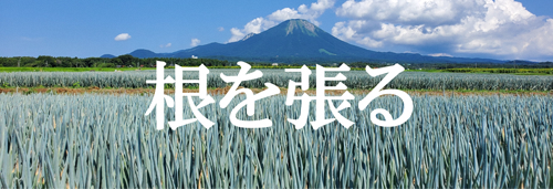 根を張る