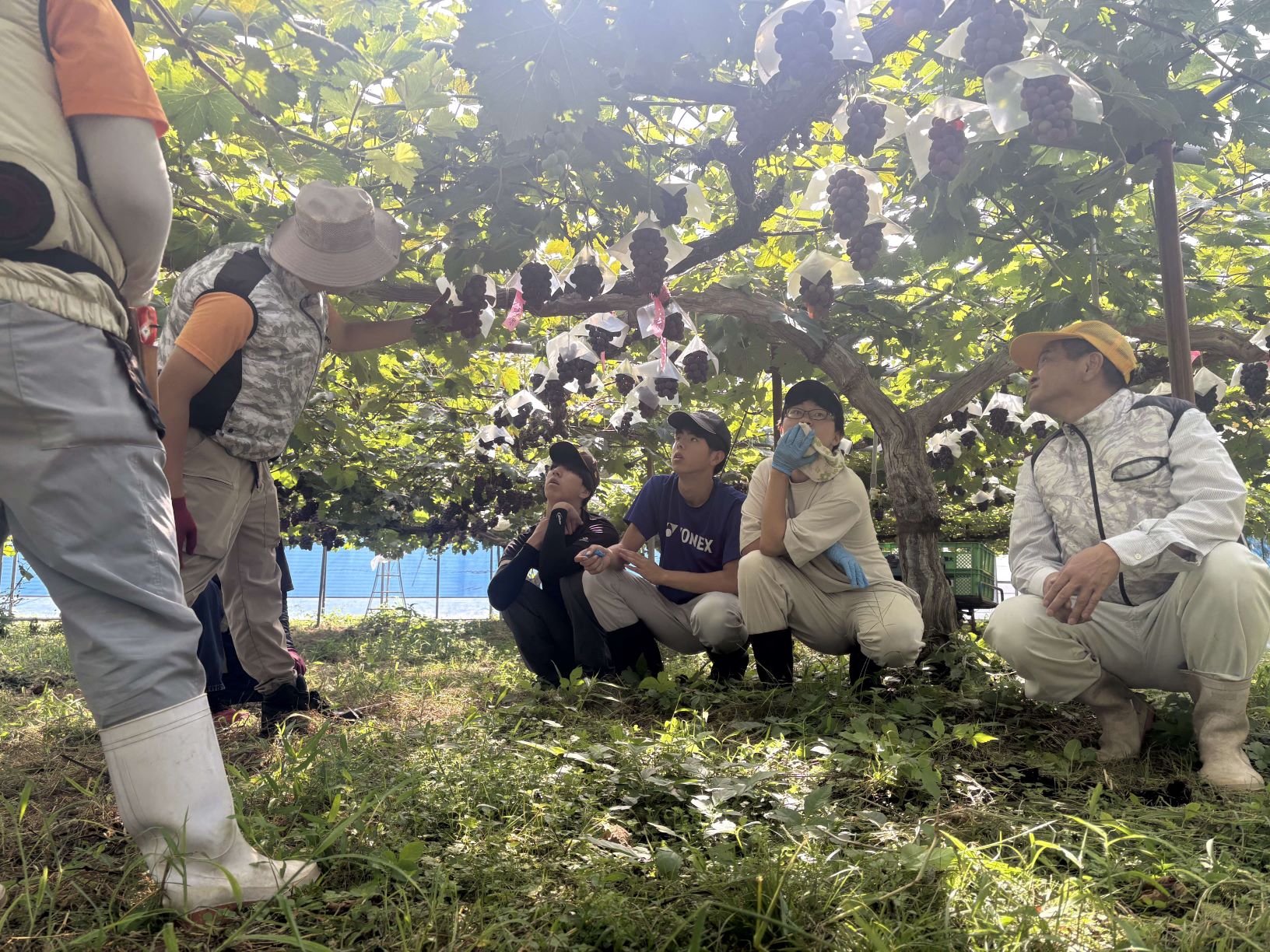 ブドウお披露目会