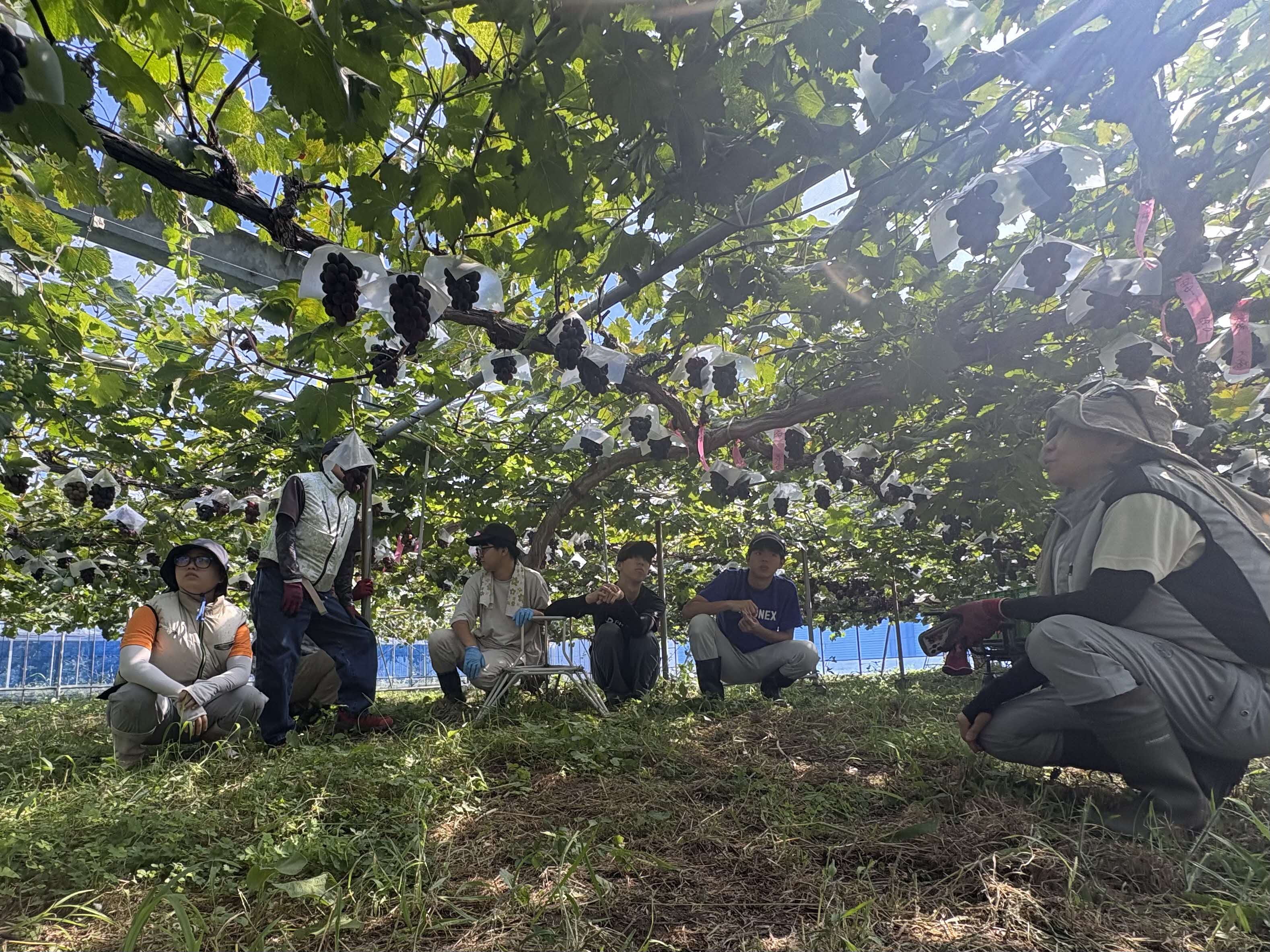 ブドウお披露目会