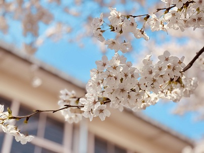 桜の写真