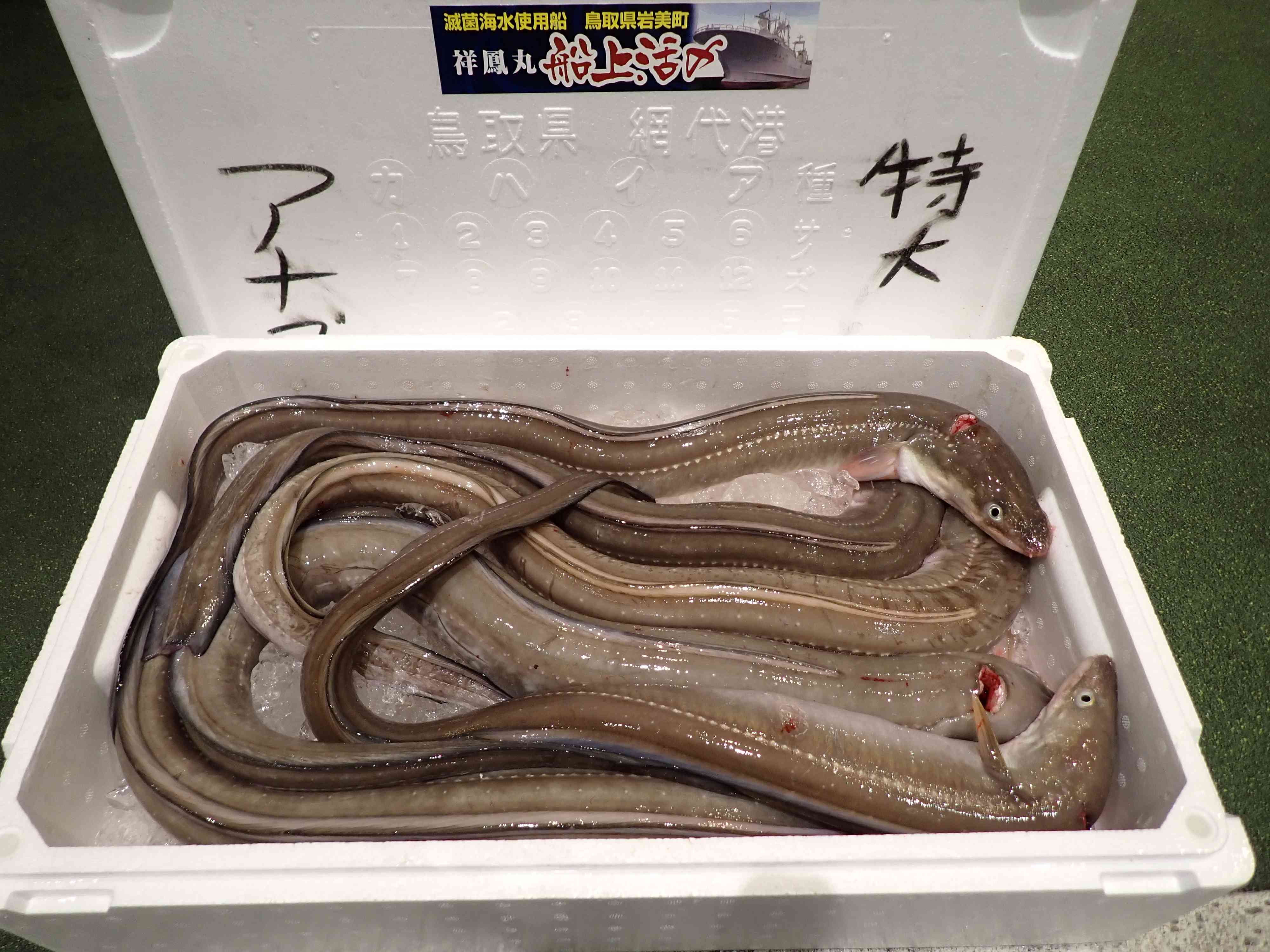 活締めアナゴ