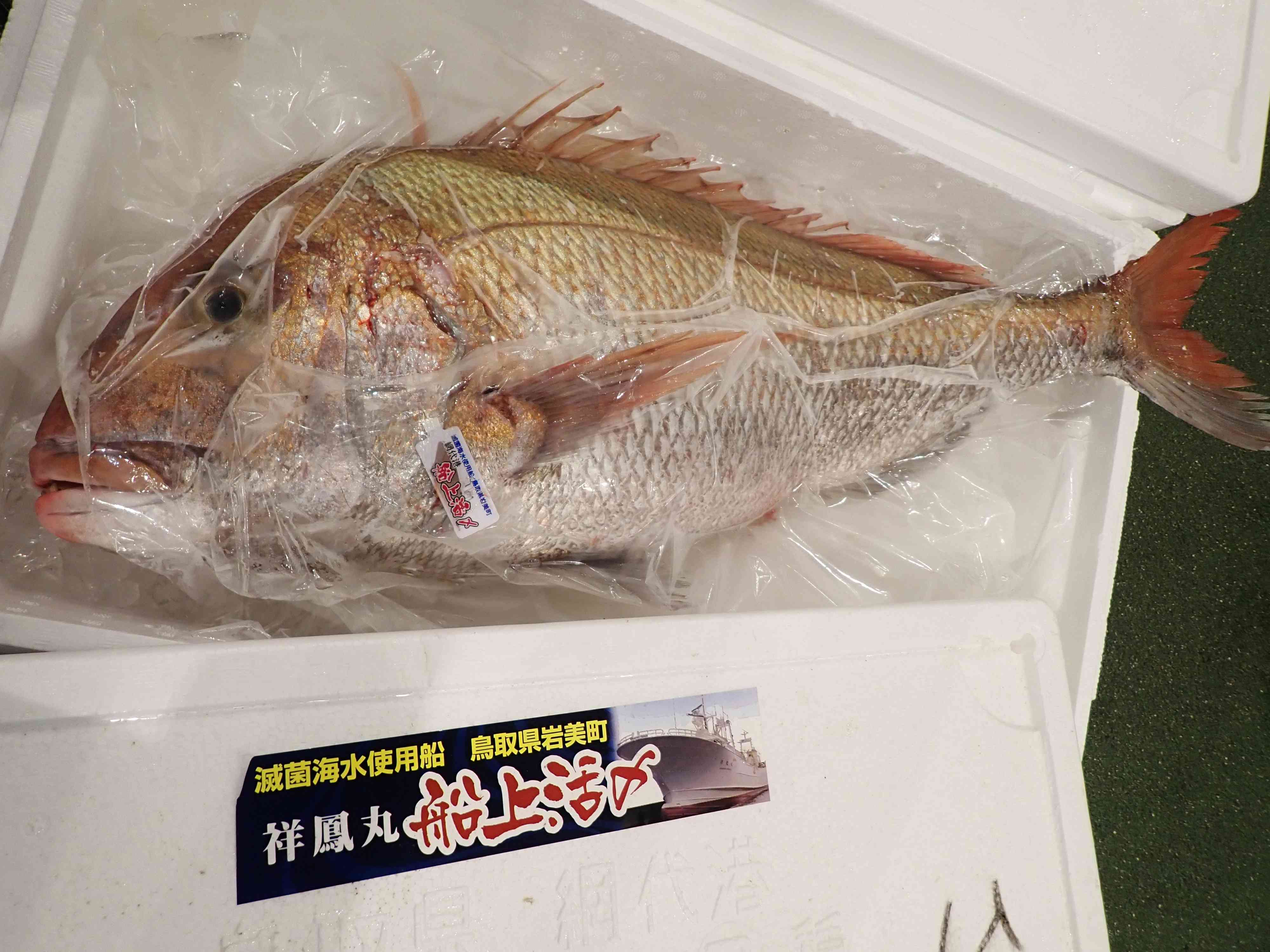 活締めマダイ