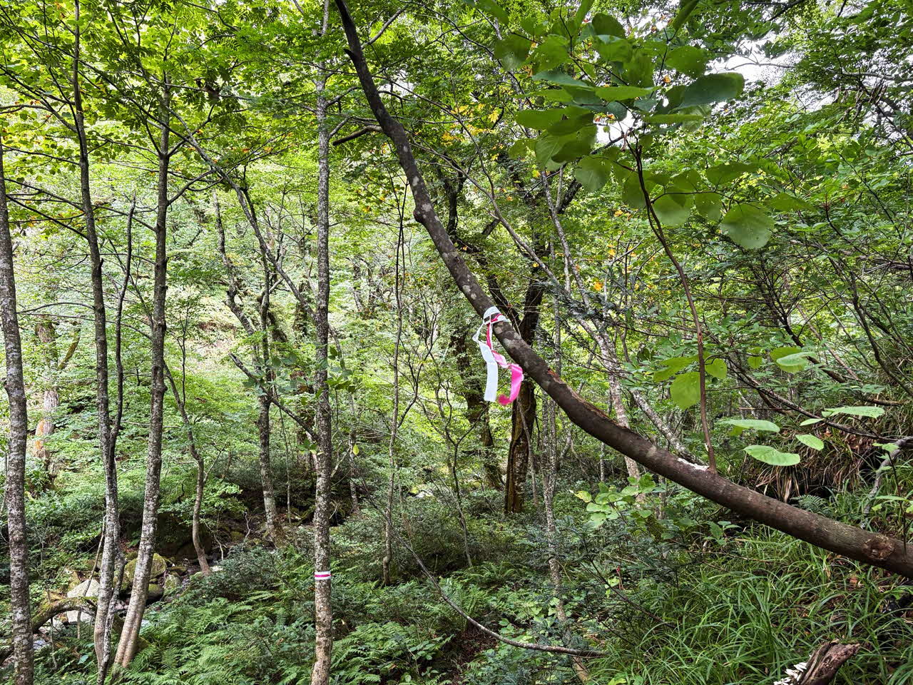 山岳パトロール