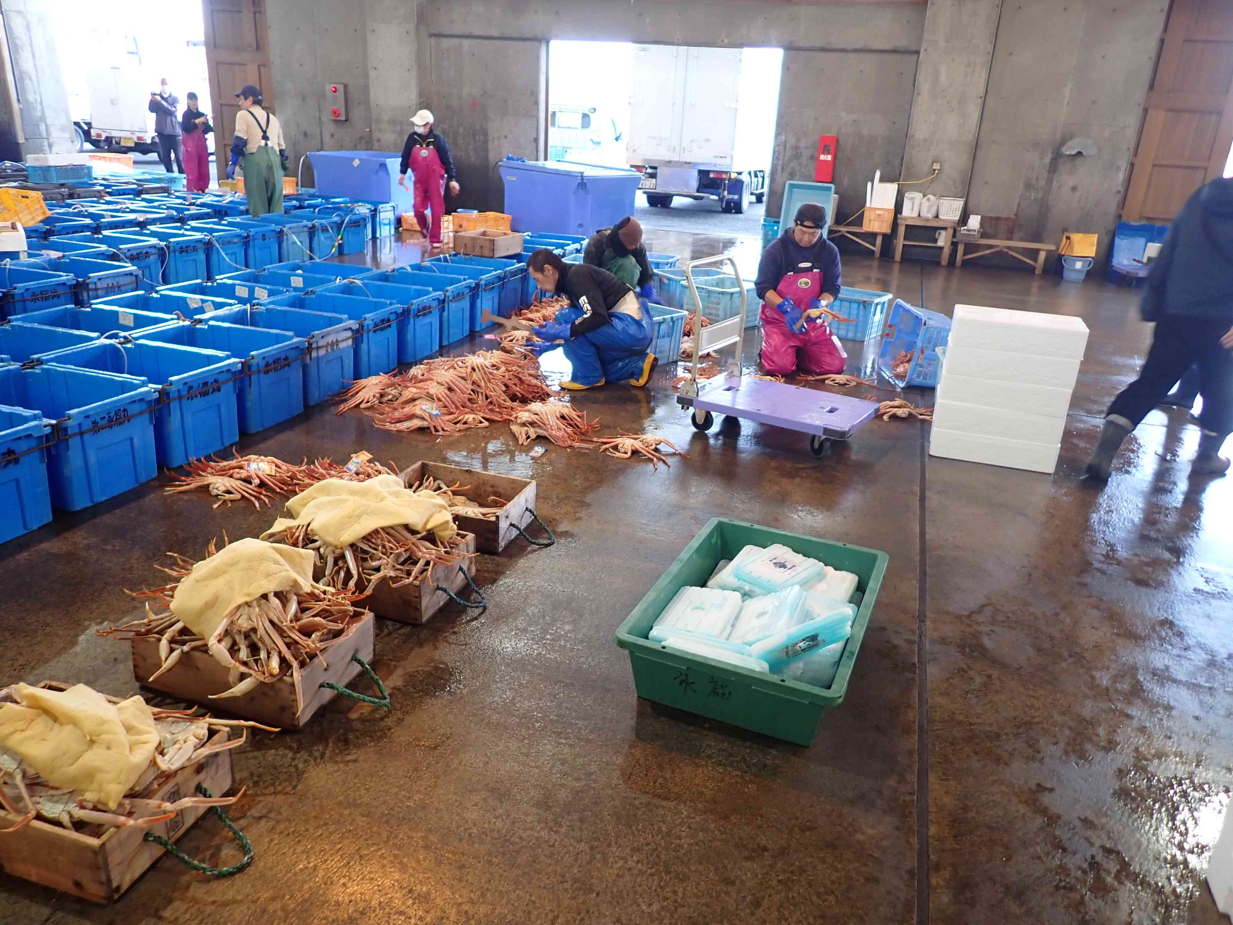 賀露の松葉がに選別の様子