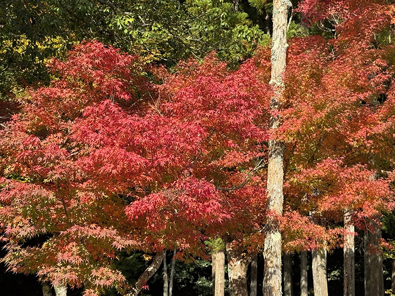 占領期11月例会写真2