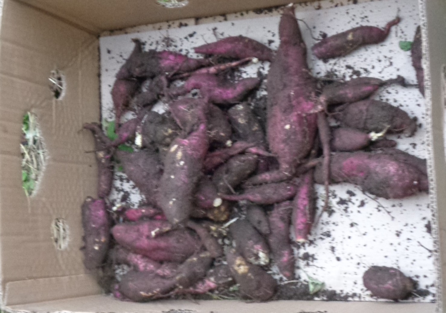 掘れたさつまいもの写真