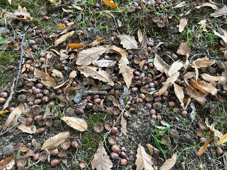 たくさんの木の実