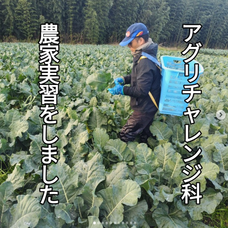 ３日間の農家実習の様子です。ブロッコリーの収穫をしています。