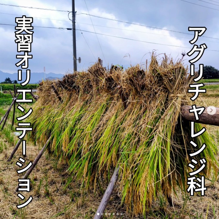 コース実習の様子です。稲わらを干しています。