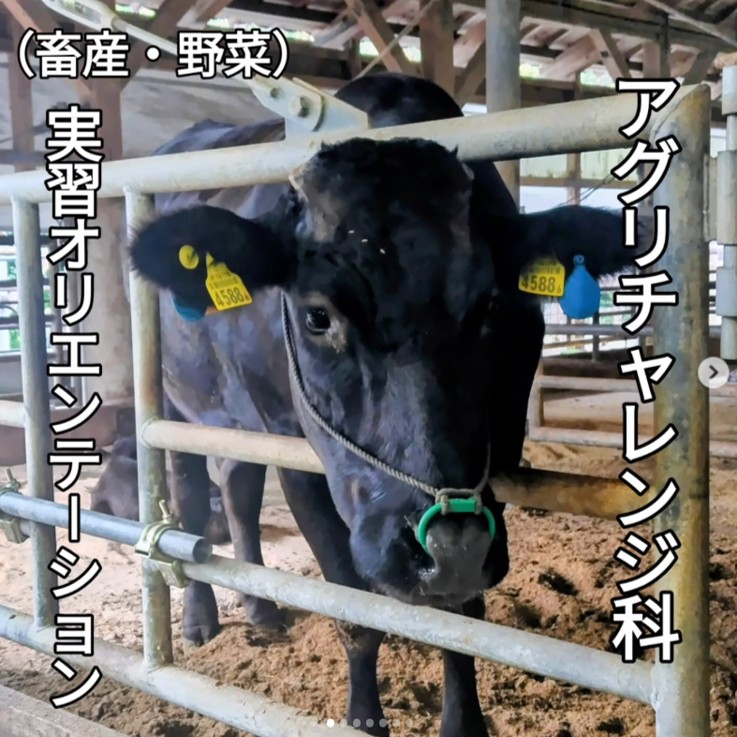 コース実習の様子です。子牛のアップです。