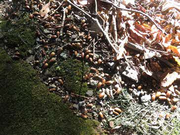 ドングリ(妻木新山地区)