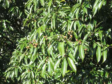 ドングリ(妻木山地区)