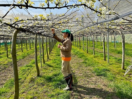 モデル園での交配作業