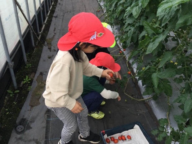 園児がミニトマトを収穫しています。