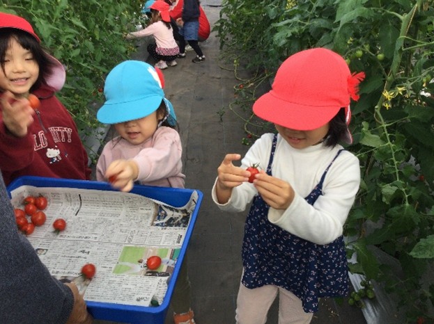 園児が収穫したミニトマトを観察しています。