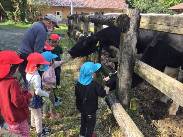 園児が乳牛に餌をあげています。