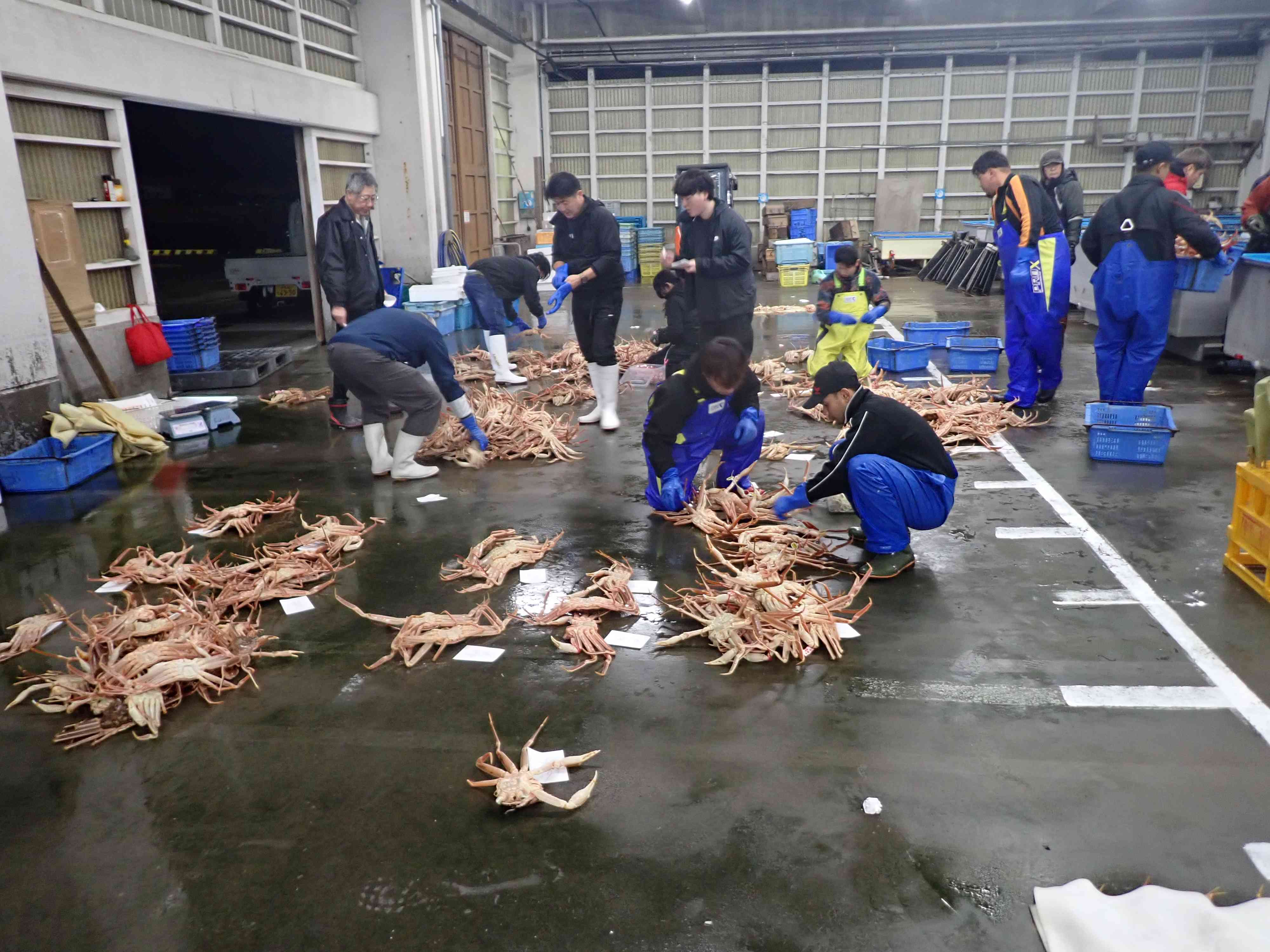 網代松葉ガニ選別