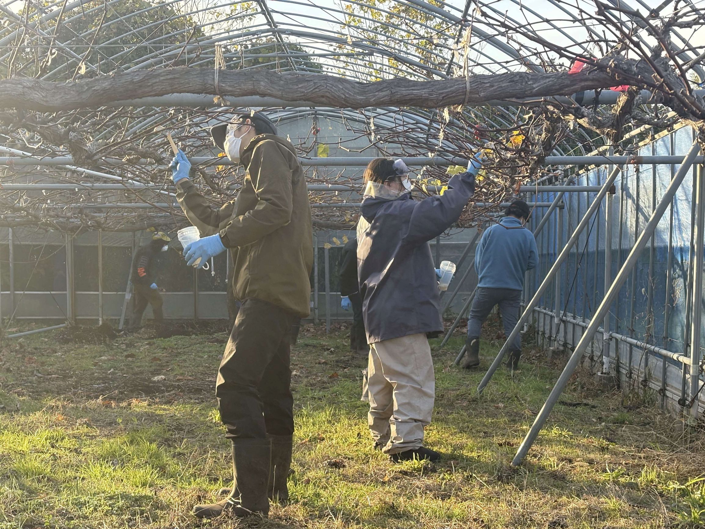 ブドウCX-10処理