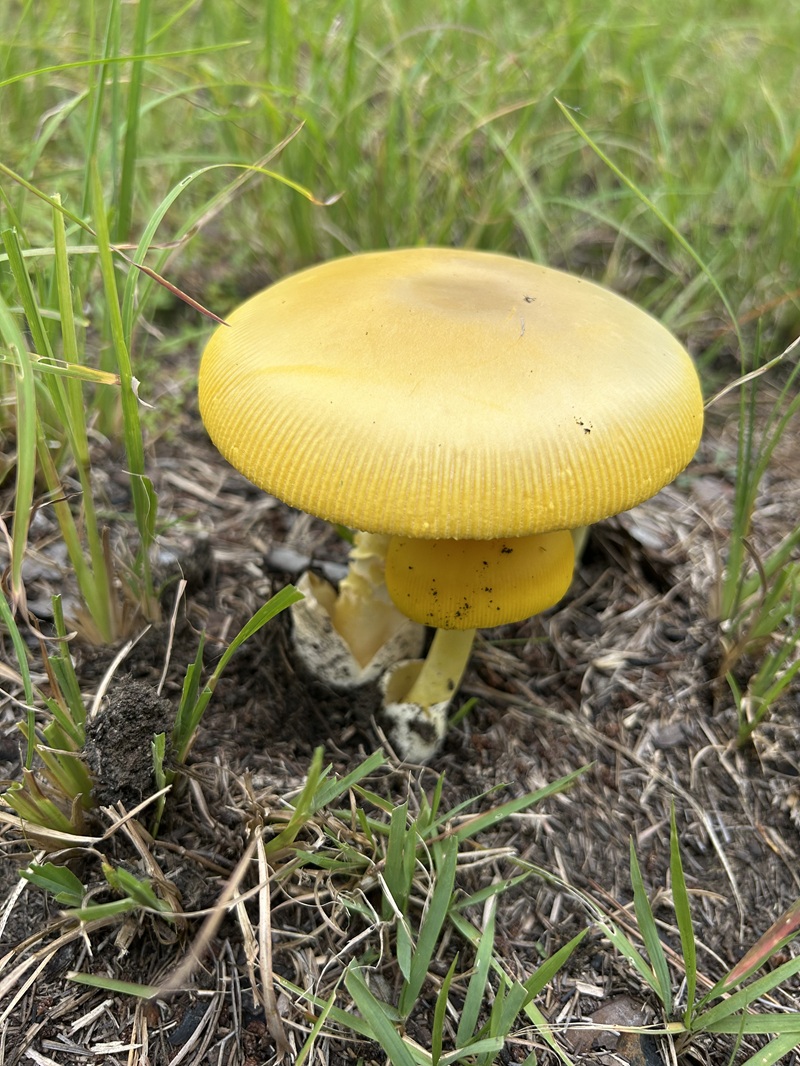 きのこ