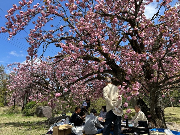 八重桜