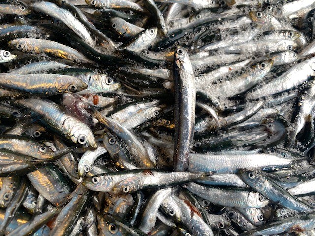 ヒラゴ